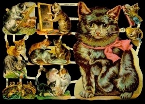 Glanzbilder Katzen, ohne Glitter