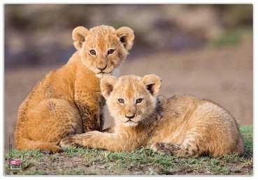 Schreibtischunterlage Löwenbabys 35 x 50 cm