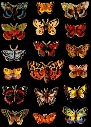 Tischdekoration Schmetterlinge