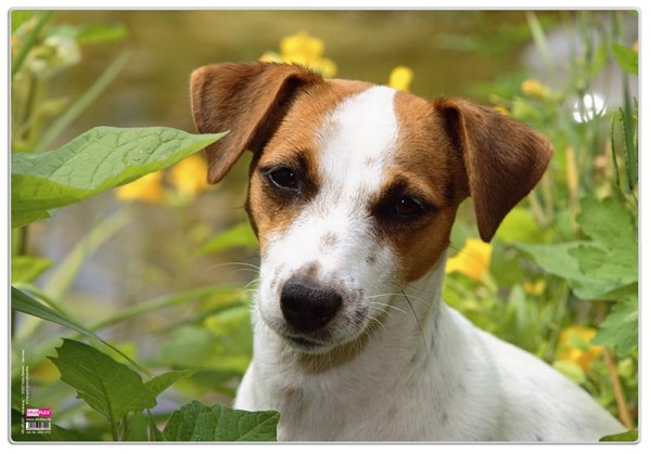 Schreibtischunterlage Jack Russel Terrier 35x50